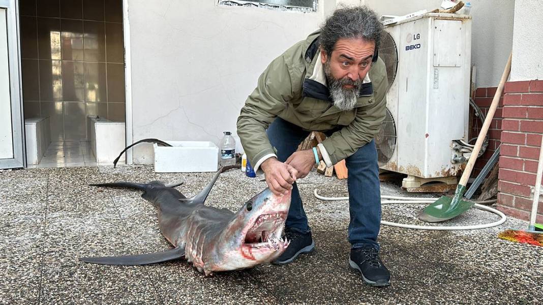 O ilimizde son 20 günde 2 köpekbalığı yakalandı! Deniz kıyısına gidenler dikkat etmeli 16